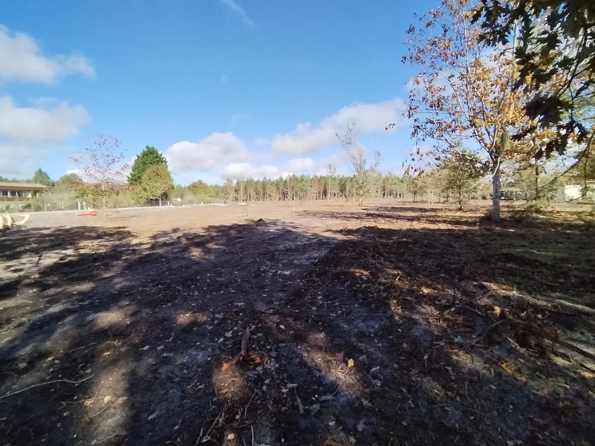 Terrain dégagé avec arbres et ciel bleu, idéal pour construction.