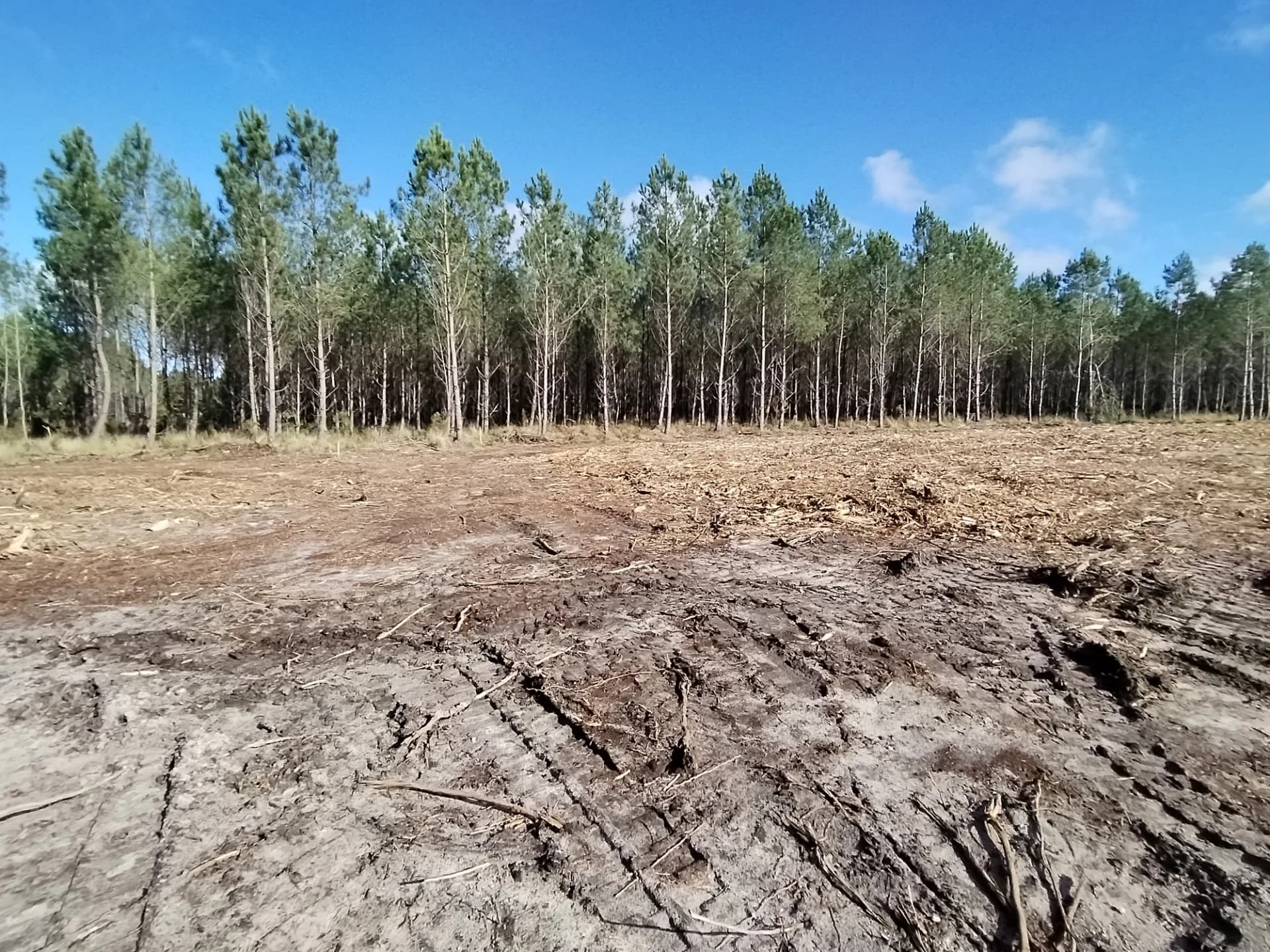 Terrain déboisé avec arbres conifères en arrière-plan.