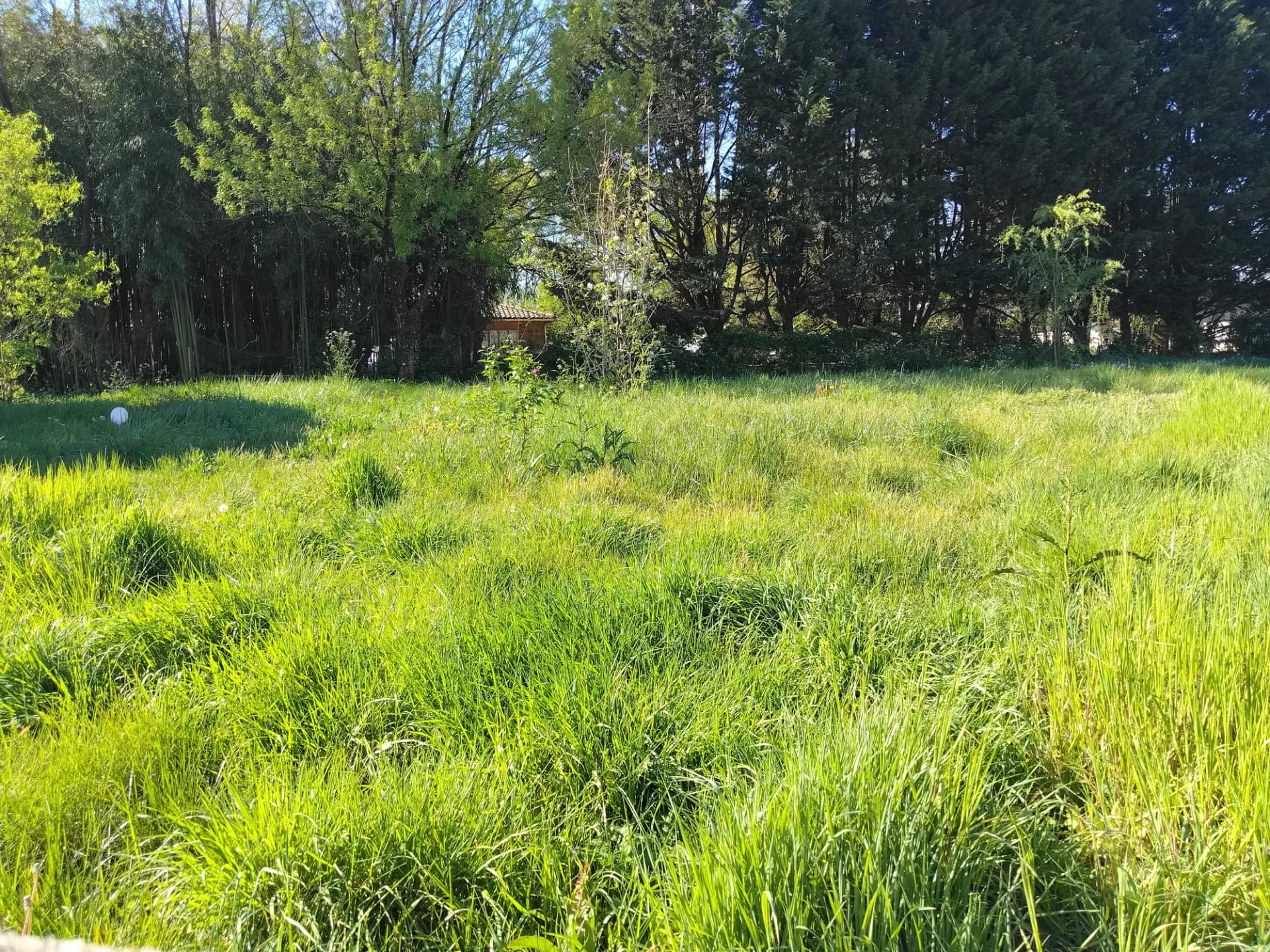 Terrain verdoyant avec herbe haute et arbres en arrière-plan.