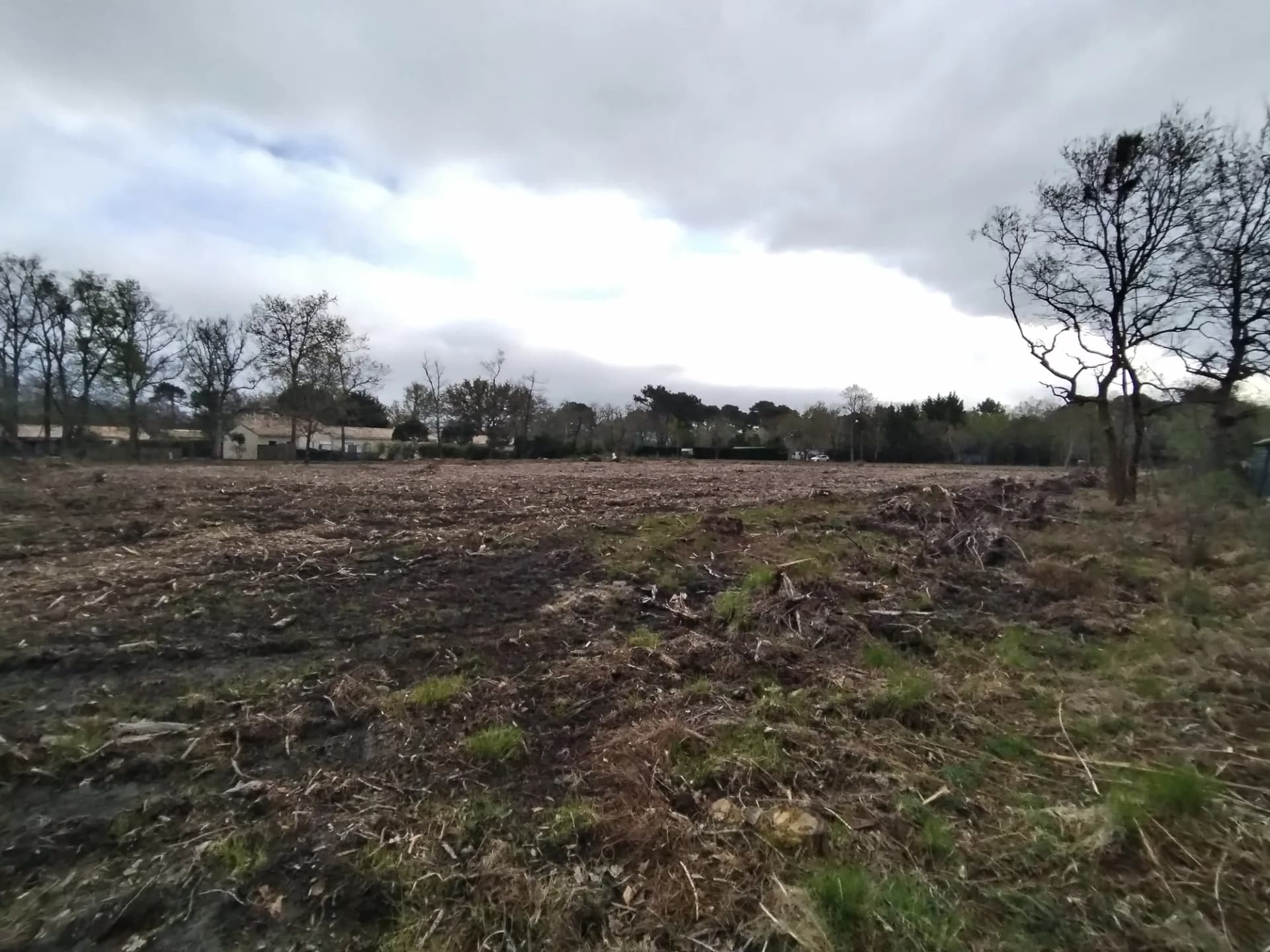 Terrain dégagé avec arbres coupés sous un ciel nuageux.